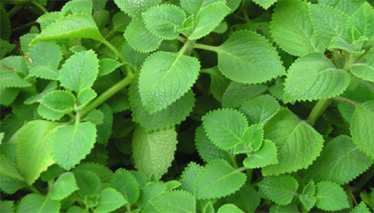 Bài thuốc trị hôi miệng