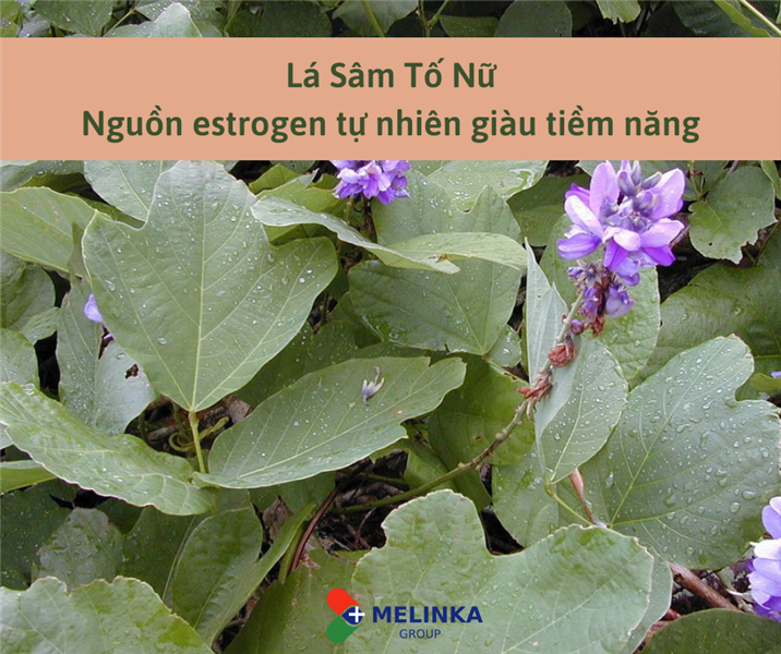 [Bạn đã biết] Lá Sâm Tố Nữ - Nguồn estrogen tự nhiên dồi dào