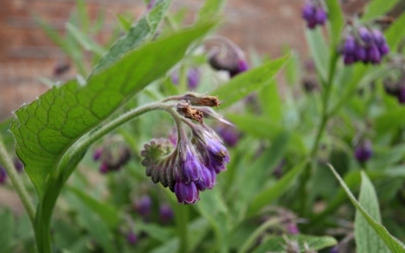 Cây Liên Mộc - Dược liệu quý giúp tái tạo da