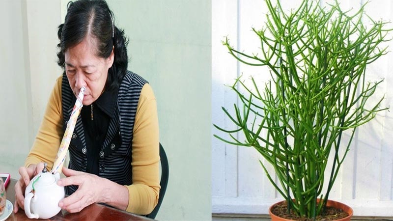 Cây giao - Vị thuốc nổi tiếng chữa viêm xoang