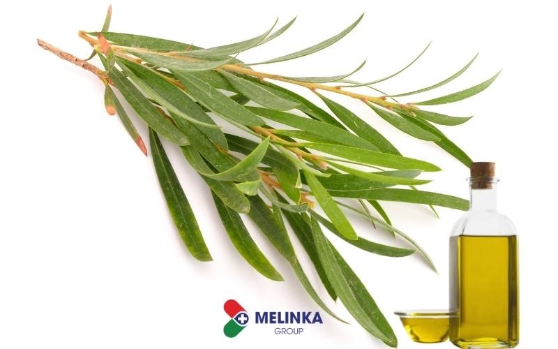 Những điều cần lưu ý khi sử dụng tinh dầu tràm trà trên tóc