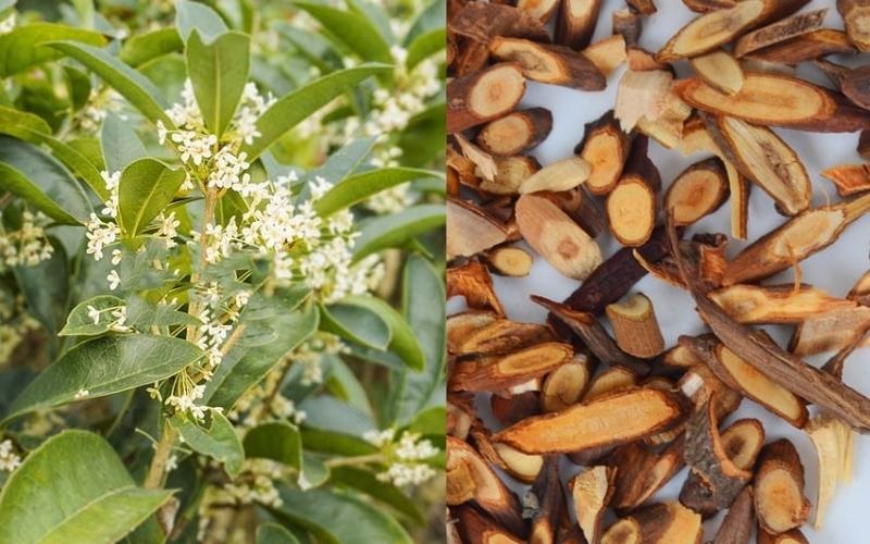 Quế chi có tác dụng gì?