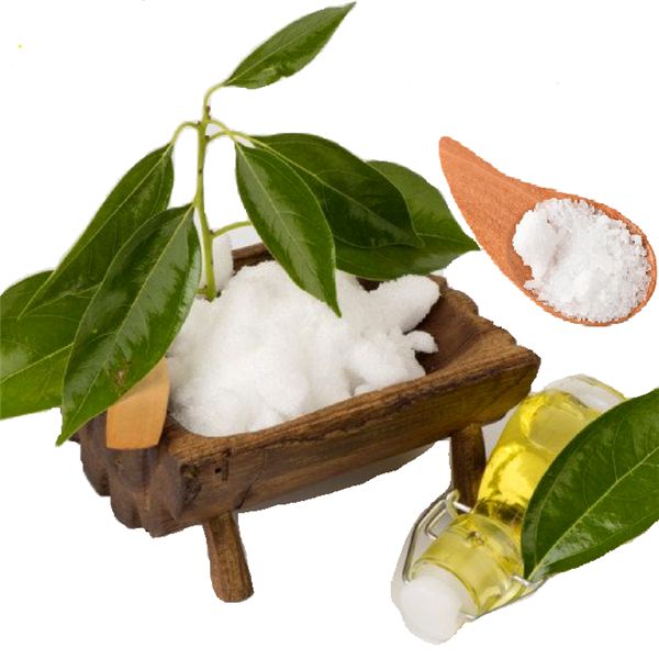 Cây long não - Thảo dược sát khuẩn, tiêu viêm, chữa bệnh về đường hô hấp