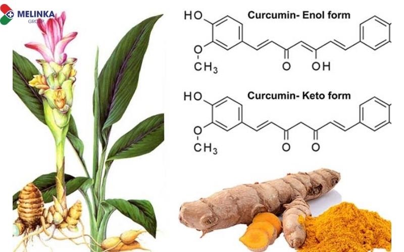 [Chuẩn nhất] Curcumin là gì? Tác dụng và rủi ro của curcumin?