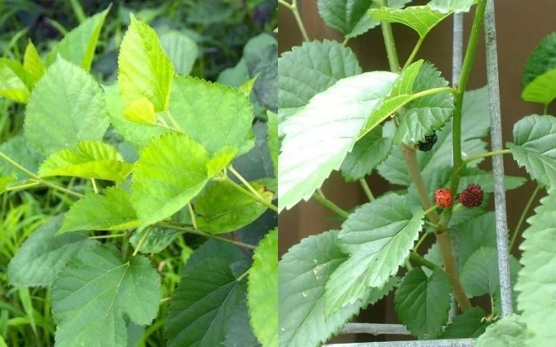 Thông tin chi tiết về dâu tằm