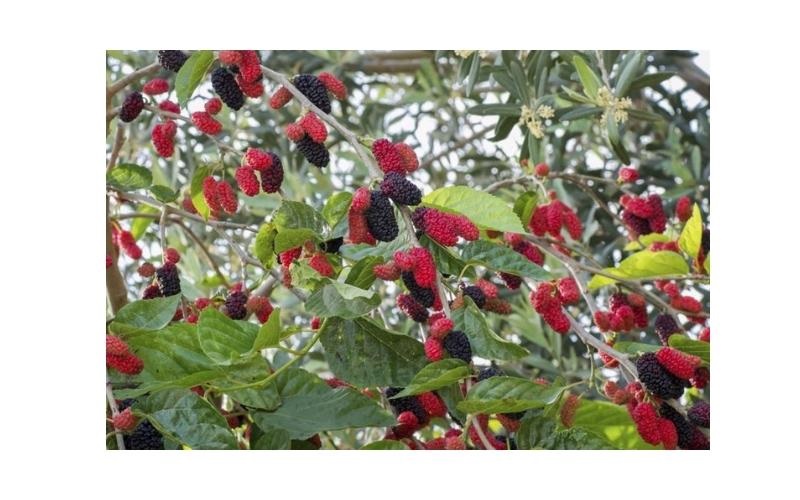 Dâu tằm - Cây thuốc với nhiều tác dụng Dược học quan trọng