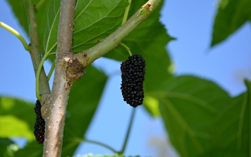 Các đánh giá lâm sàng về tác dụng của dâu tằm