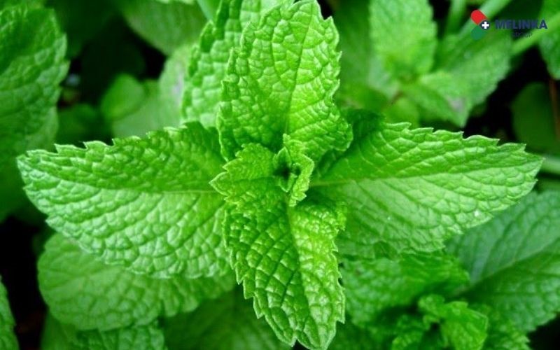 10 lợi ích sức khỏe mà húng chanh mang lại