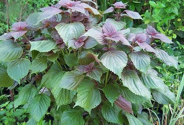 5 TÁC DỤNG CỦA LÁ TÍA TÔ ĐỐI VỚI SỨC KHỎE CON NGƯỜI