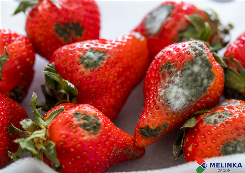 TOP 5 CÁCH DIỆT NẤM MỐC HIỆU QUẢ 