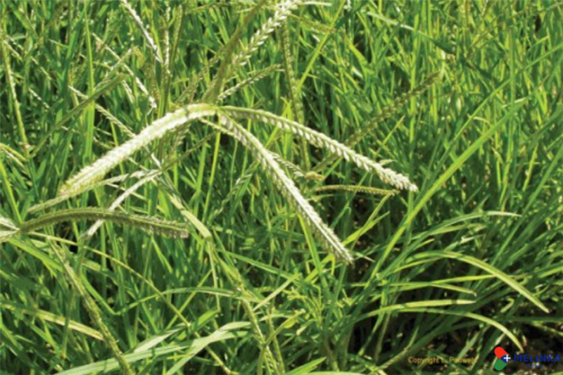 CỎ MẦN TRẦU CÓ TÁC DỤNG GÌ