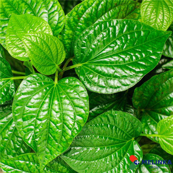 HÔI CHÂN NÊN NGÂM NƯỚC GÌ?