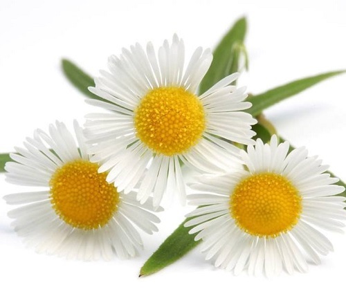 GIẢI MÃ CÔNG DỤNG LÀM ĐẸP CỦA CHIẾT XUẤT CÚC LA MÃ